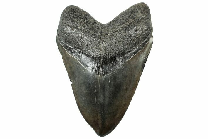 Fossil Megalodon Tooth - South Carolina #312036